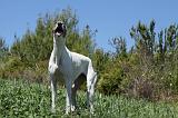 GREYHOUND 076